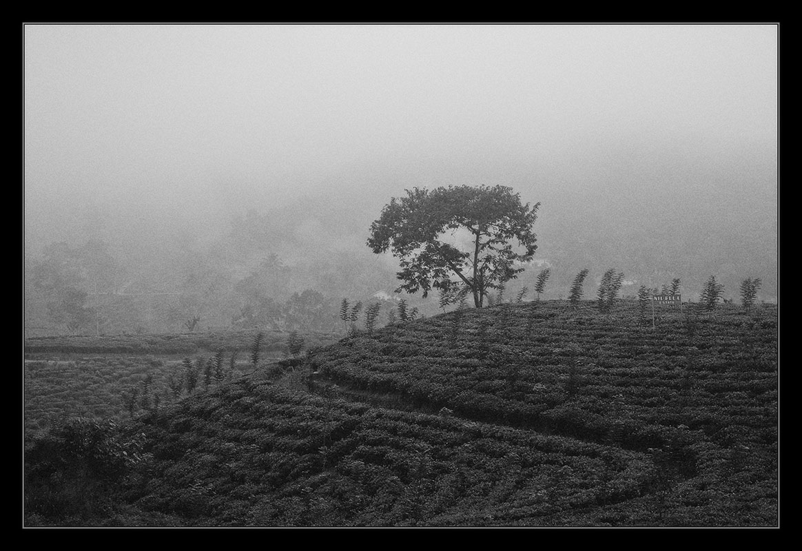  NIL-ELLA ESTATE