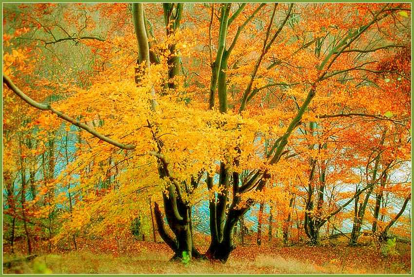  http://www.photoline.ru/photo/1217163089