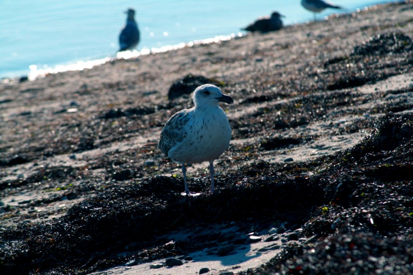  Atlantic bird