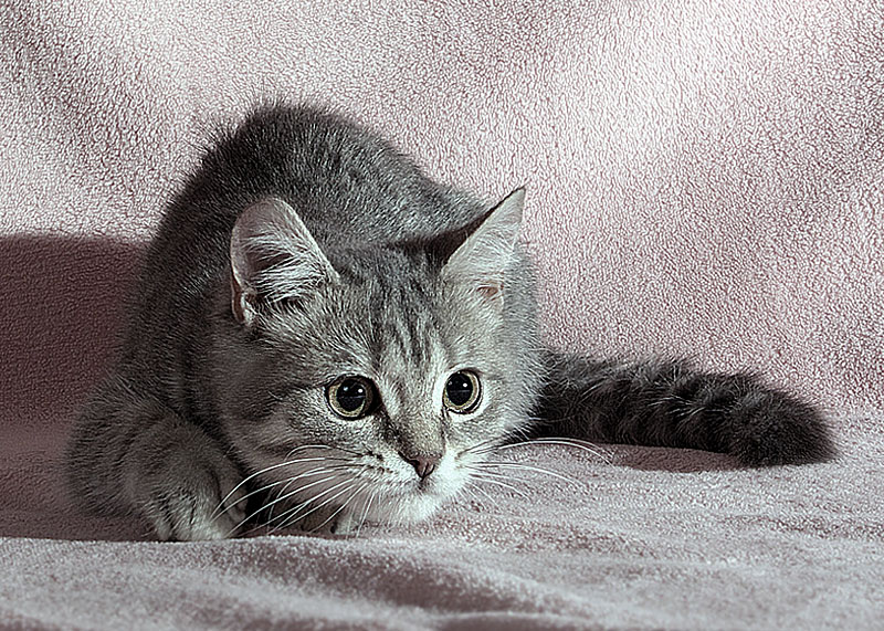  Mi gatito 