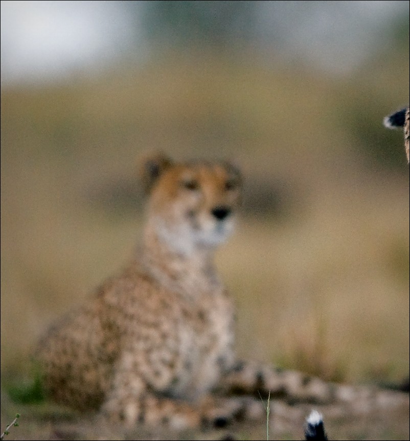  Chee 2