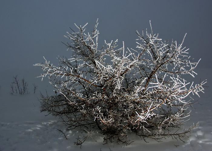  El arbusto en el hielo