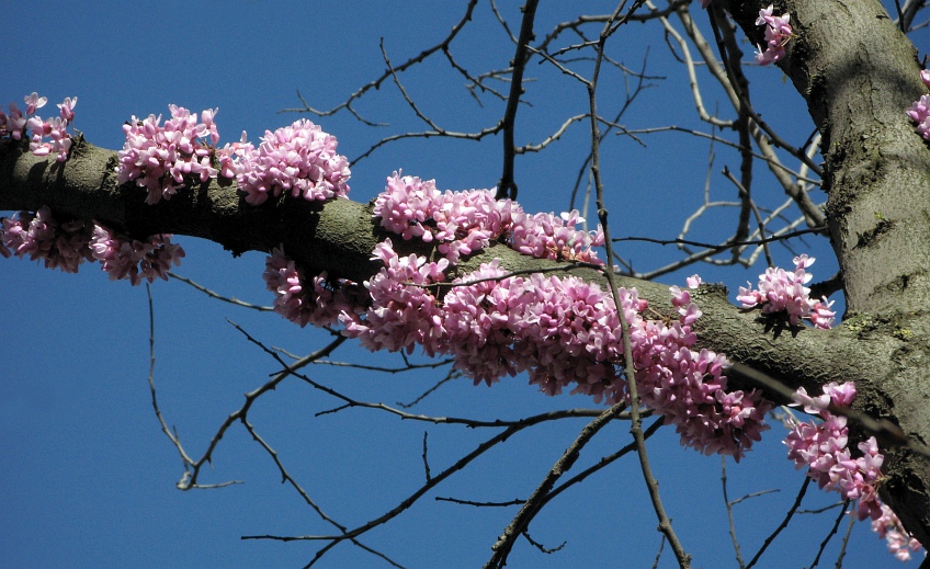  Cercis siliquastrum