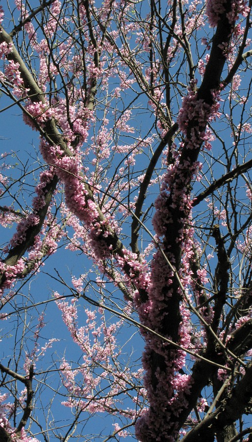  Cercis siliquastrum