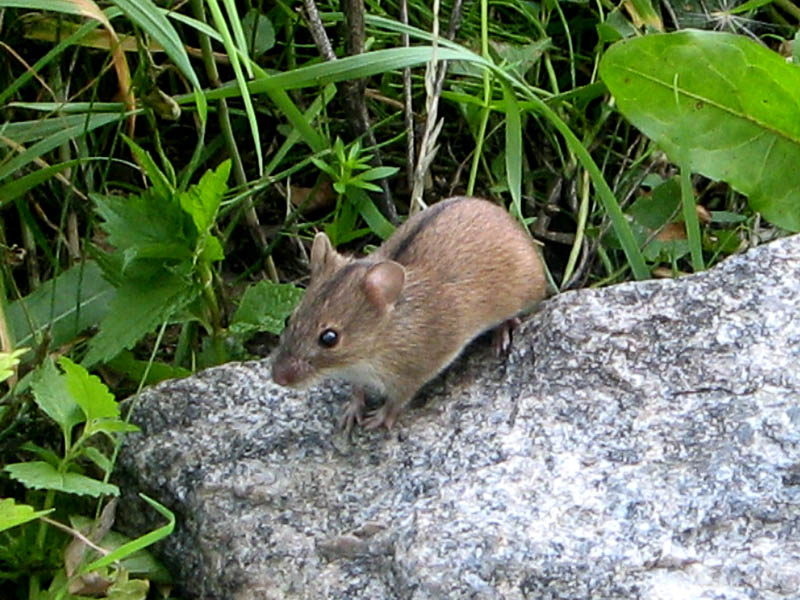  lariska