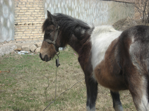  horse