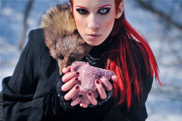  Dead fox