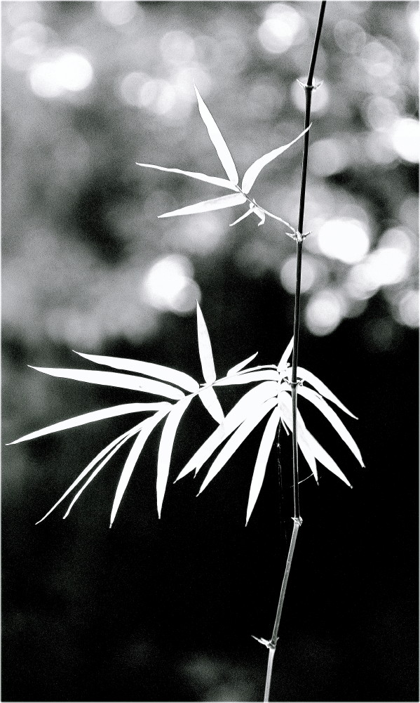  The Young Bamboo ...