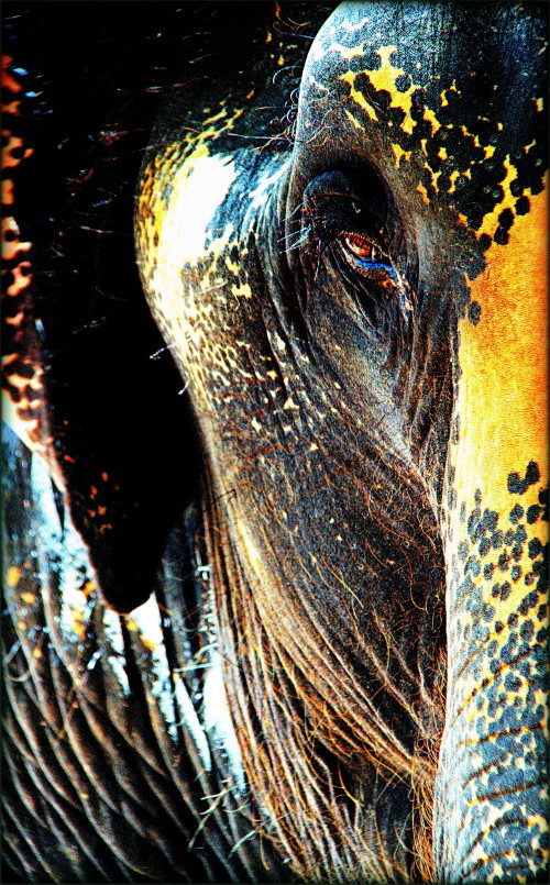  The Pattern Of Elephant ...