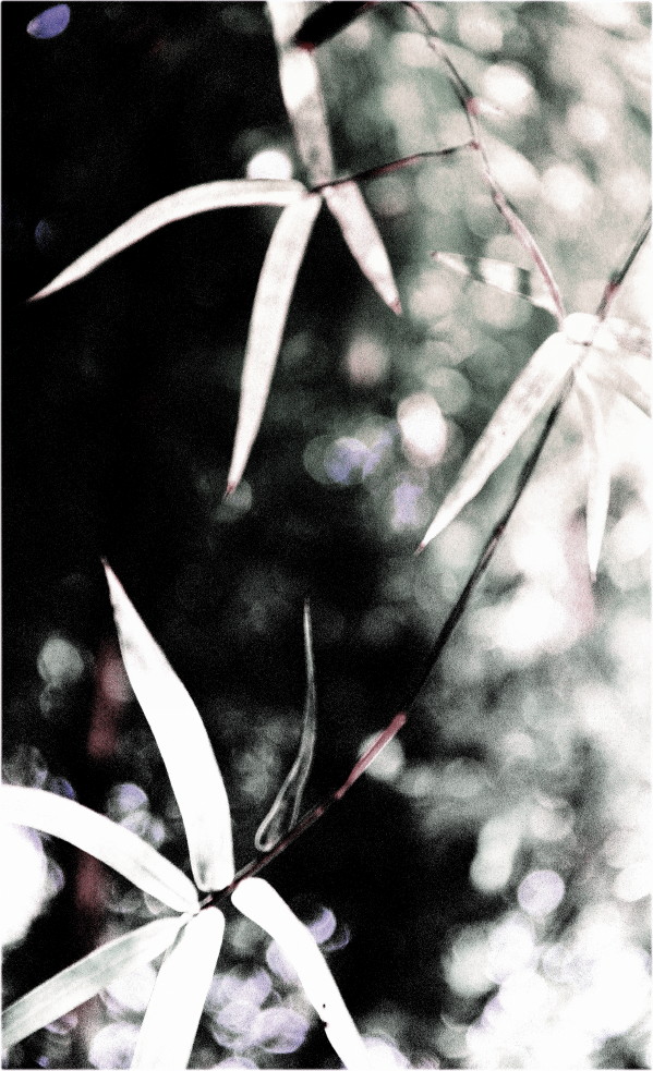  The Bamboo ...