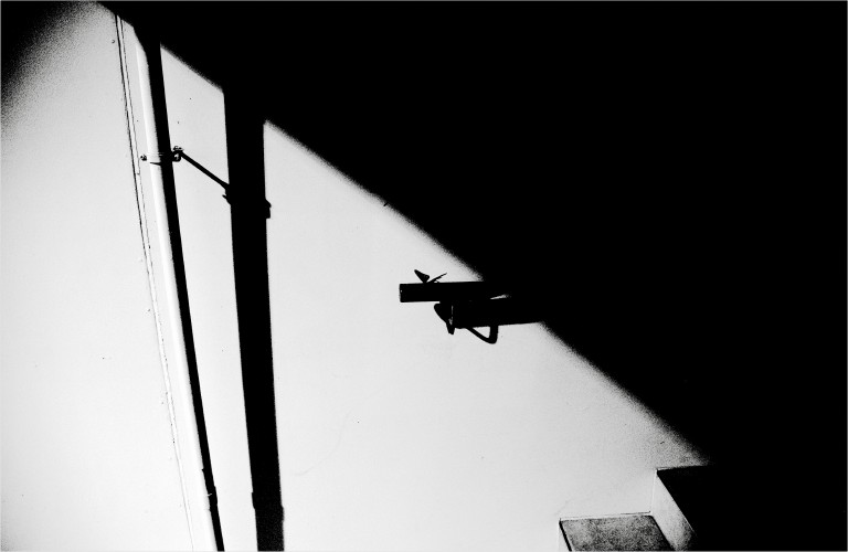  The Dreaming Butterfly ...