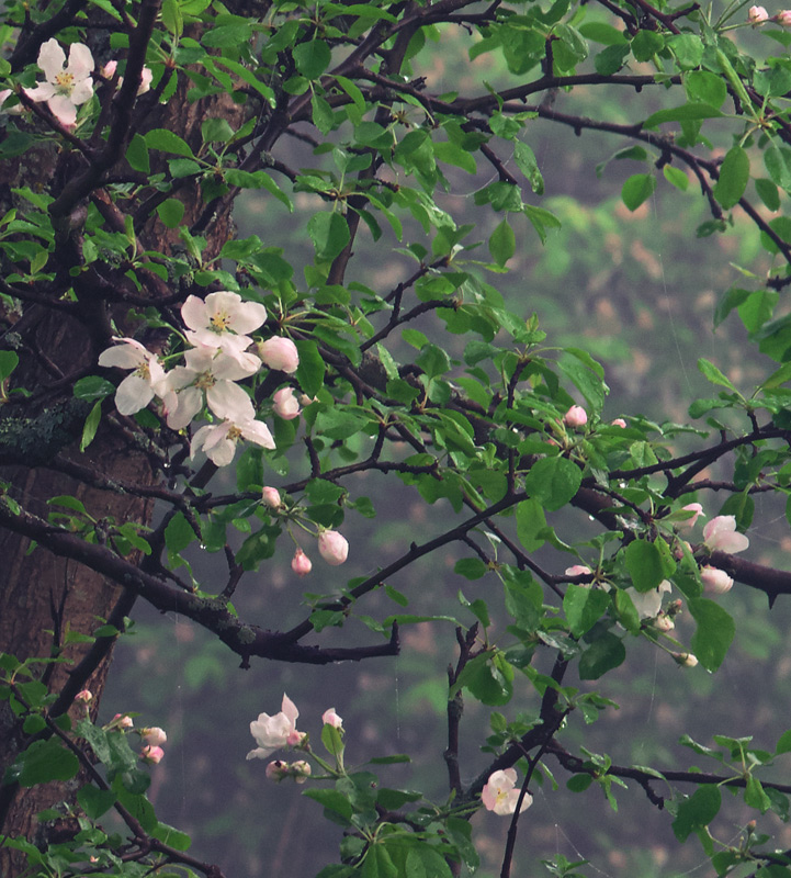  150525- 6450828-29P-crop