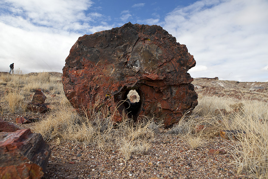 Petrified forest 1