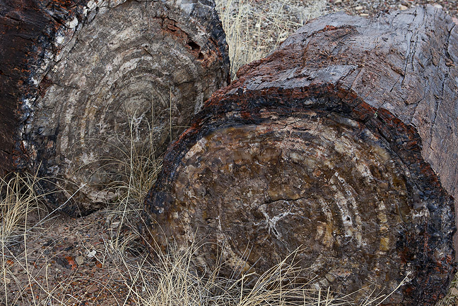  Petrified forest 2