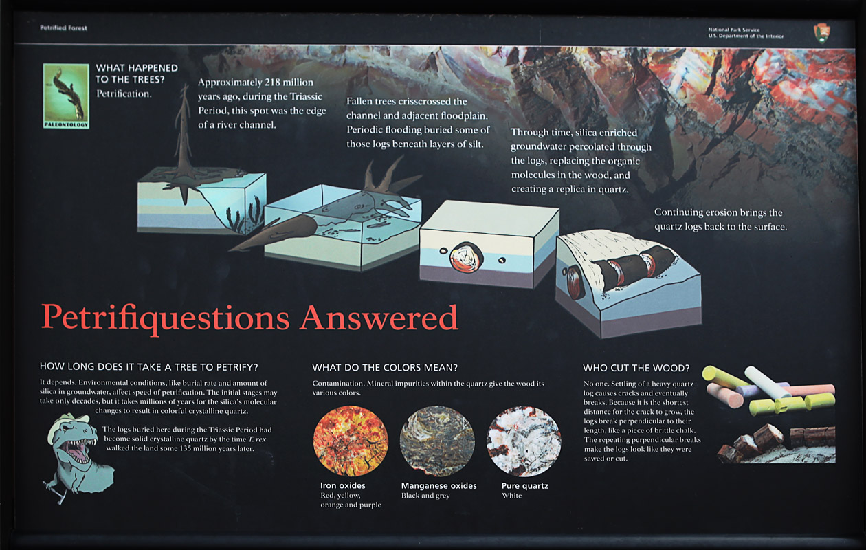  Petrified forest 4
