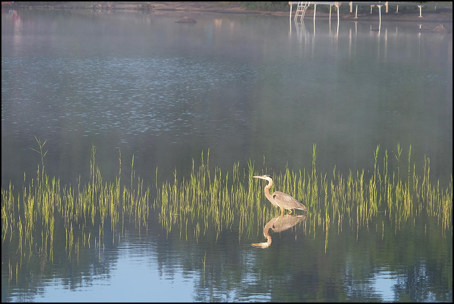  Blue heron