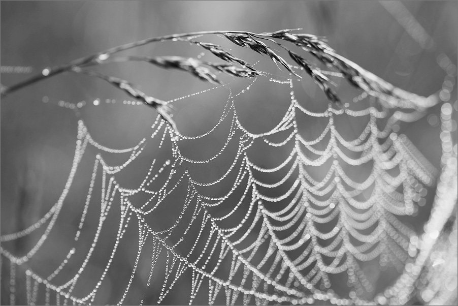   from Nature