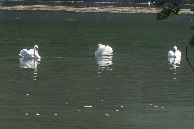  Swans (Blow-up)