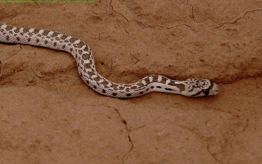  glossy snake