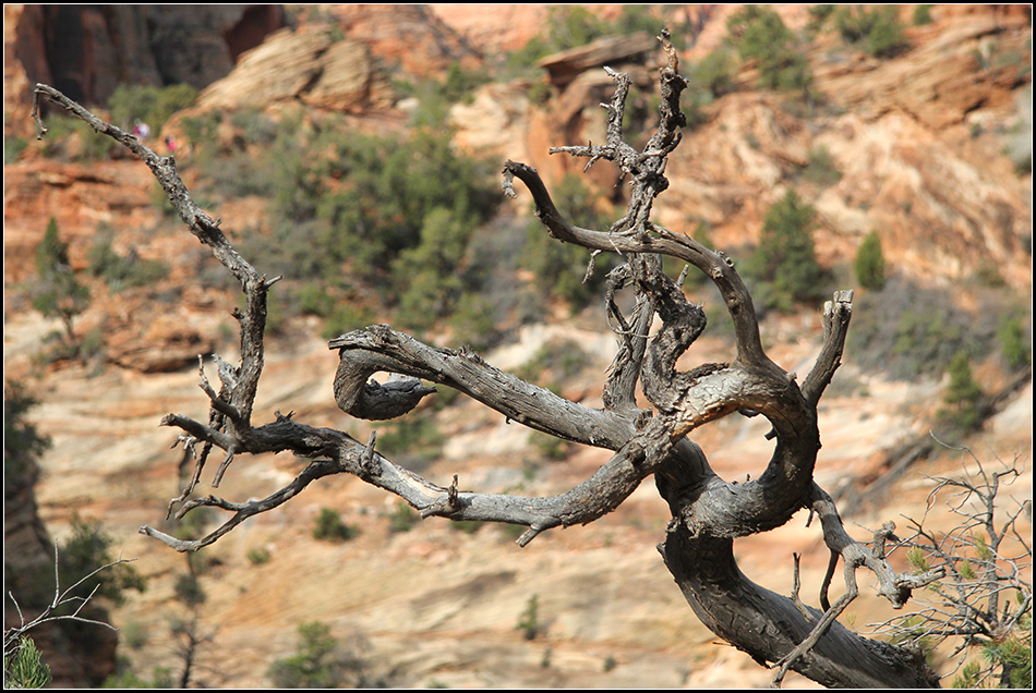  Zion NP 3