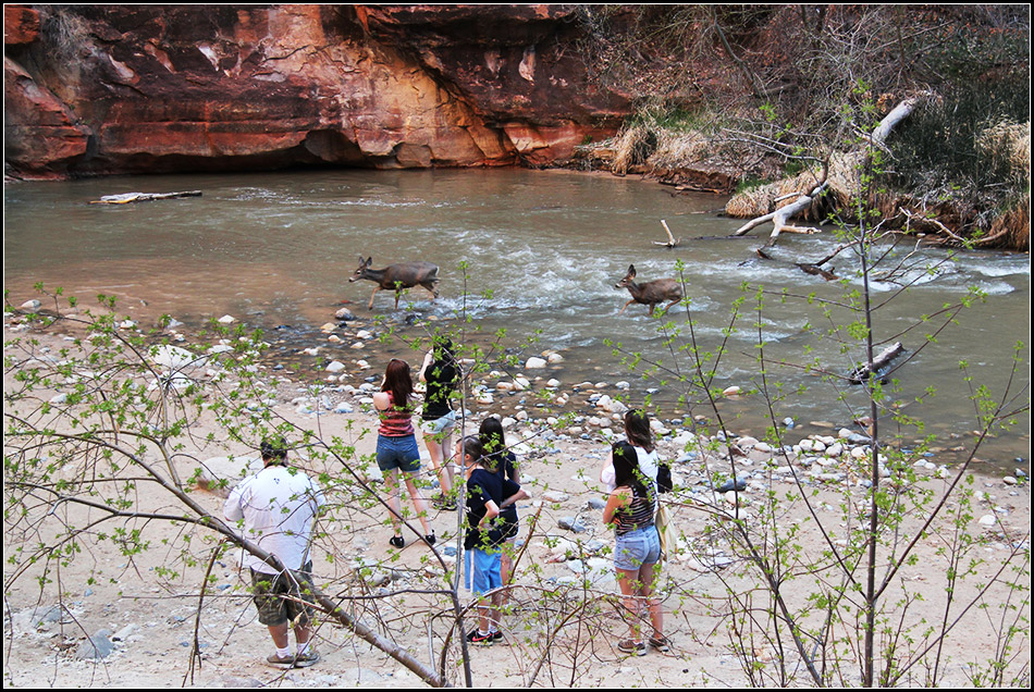  Zion NP 4