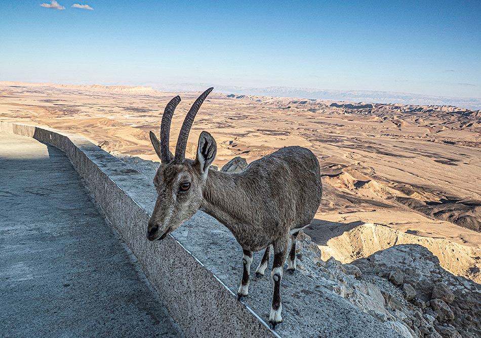 ���������� ����� (������ ��ڣ�)