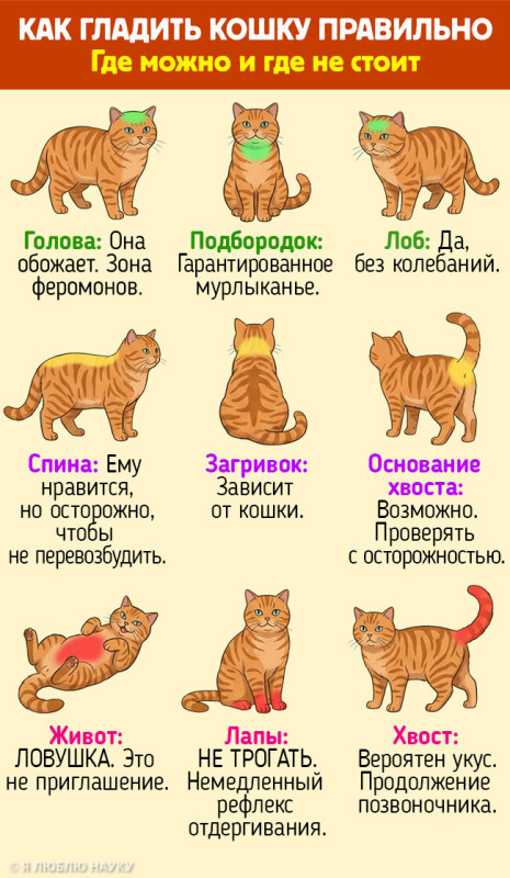 ���������� ****