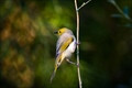 Honeyeater. fs