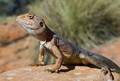 Ctenophorus Cr
