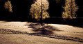 http://www.photoline.ru/photo/1200328461
