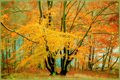 http://www.photoline.ru/photo/1217163089