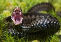 crop viper