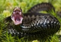 crop viper 2