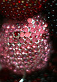 Swarovski