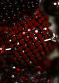 Swarovski