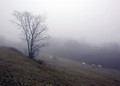 La niebla. 