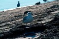 Atlantic bird
