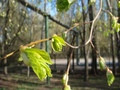 Green spring