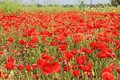 Il maggio in Sicilia