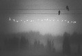  http://www.photoline.ru/photo/1245994087