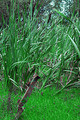 Green Peace