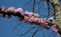 Cercis siliquastrum