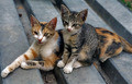 catsfamily