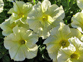petunia