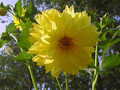 yellowflower