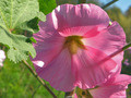 malva