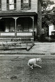 Elliott Erwitt