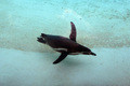 Flippers