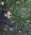 150525- 6450828-29P-crop