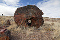 Petrified forest 1